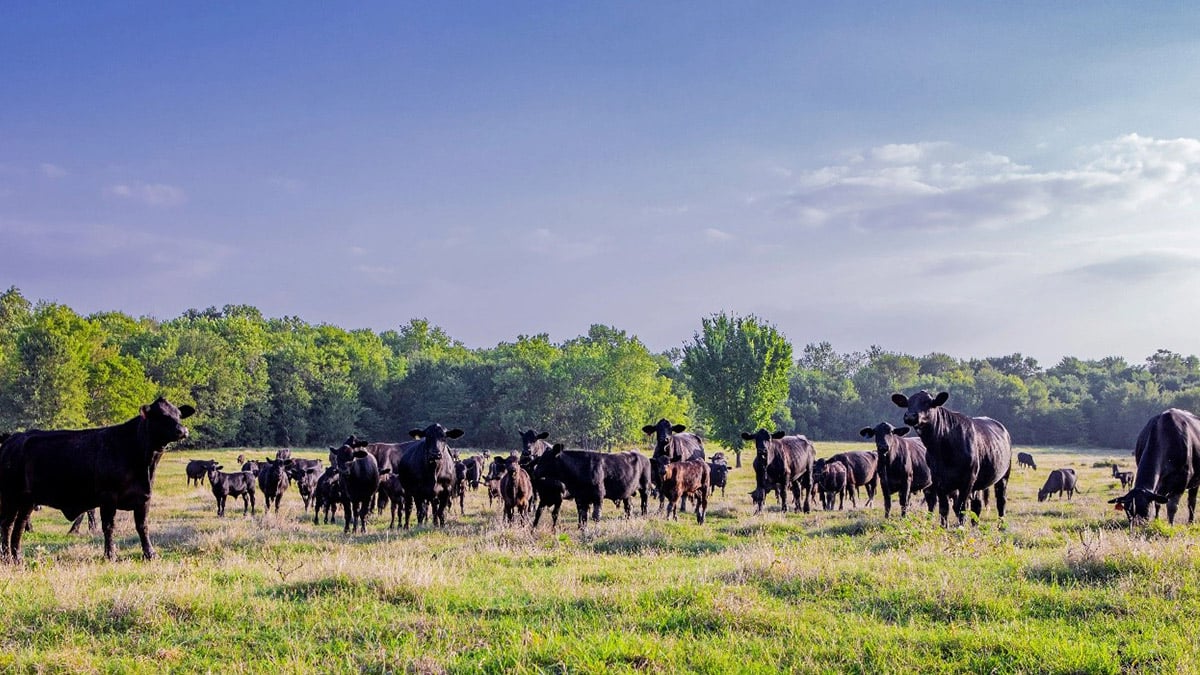 Cows in a field